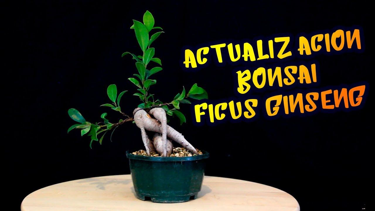 Actualizacion verano Bonsai FICUS GINSENG