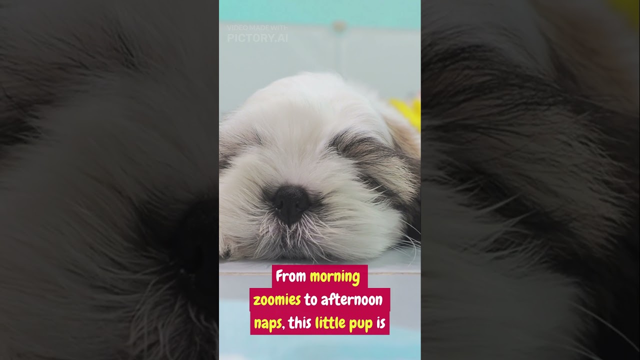 &ldquo;A Day in the Life of a Happy Puppy 🐶💛 | Cutest Pup Moments Ever!&rdquo;