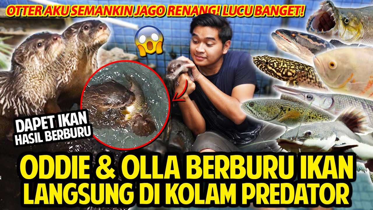 ODDIE & OLLA SI OTTER BERBURU IKAN LANGSUNG DI KOLAM PREDATOR! BERANG-BERANG AKU SEMAKIN JAGO RENANG