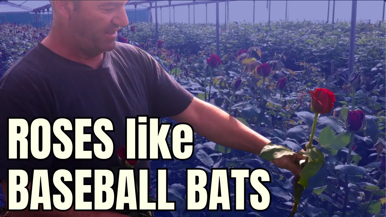 How to Grow ROSES LIKE BASEBALL BATS!  Rare insights from 2nd Generation Grower (4mins)