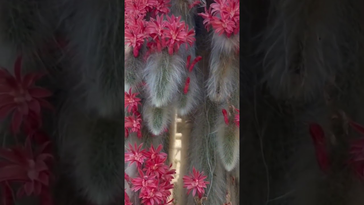Monkey tail cactus full of flowers very hairy  and long