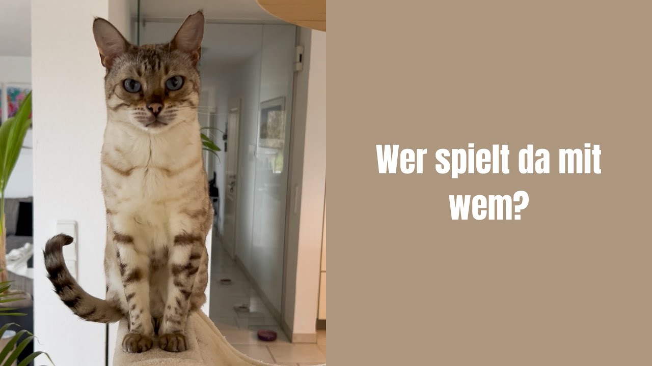 Wer spielt da mit wem? #katze #katzenvideos #katzenaufyoutube #bengalkatze #katzen 
