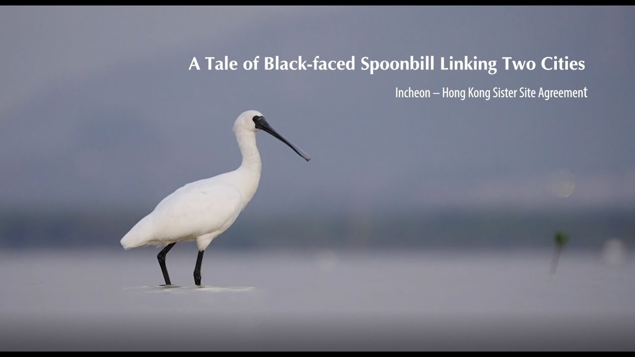 A Tale of Black-faced Spoonbill Linking Two Cities - Incheon-Hong Kong Sister Site Agreement (Eng)