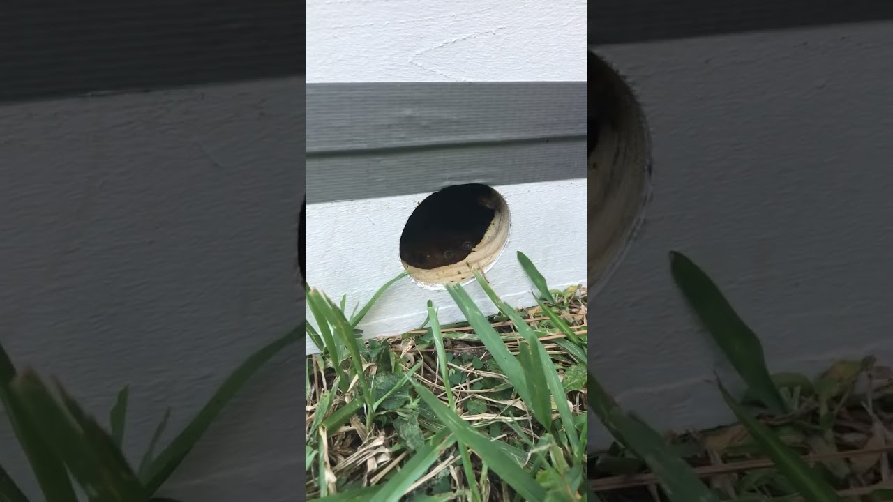 Plugging the bee vac after honey bee rescue.