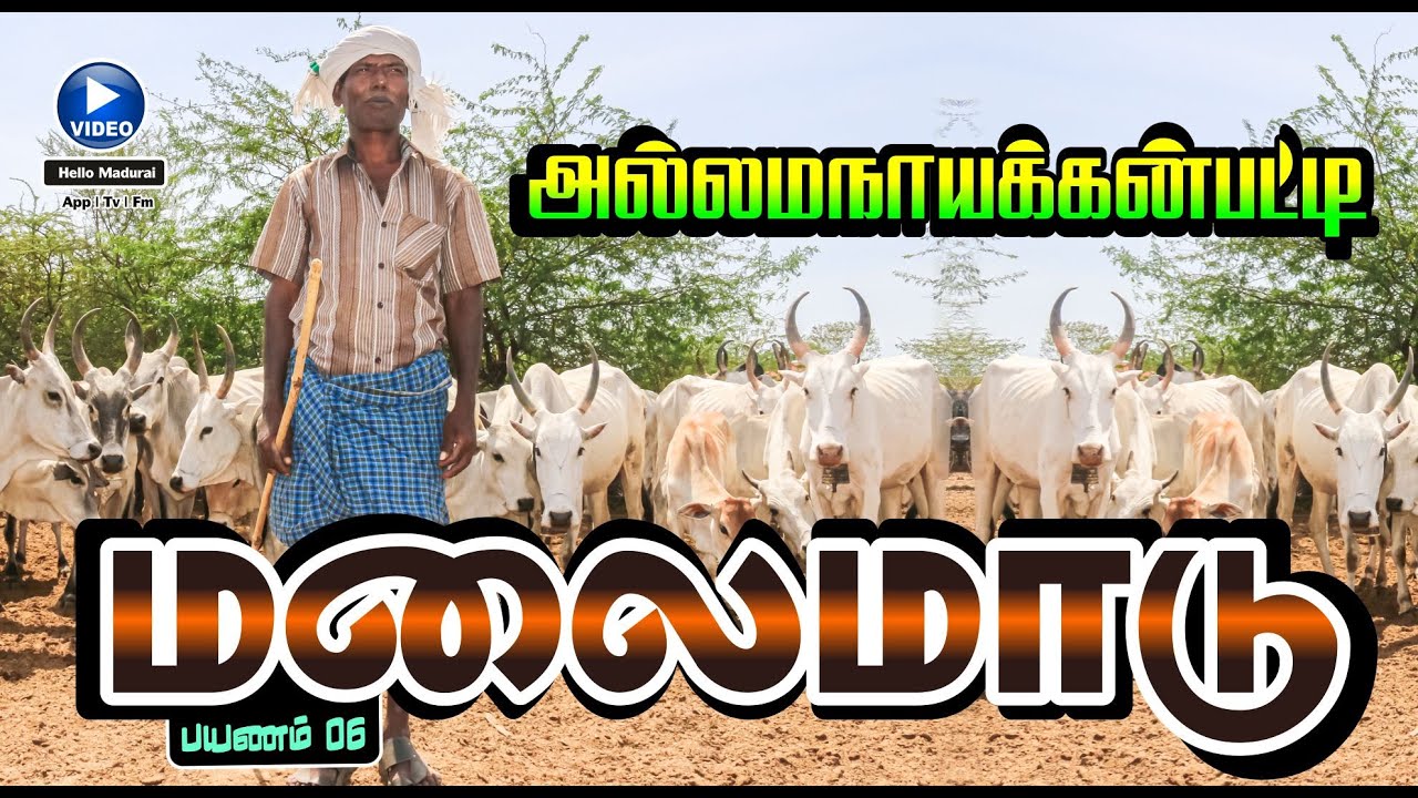 அல்லம நாய்க்கன்பட்டி  மலை மாடு | கிடைமாடு | கீதாரி வாழ்க்கை பயணம் 06 | Hello Madurai | Tv | Fm | Web
