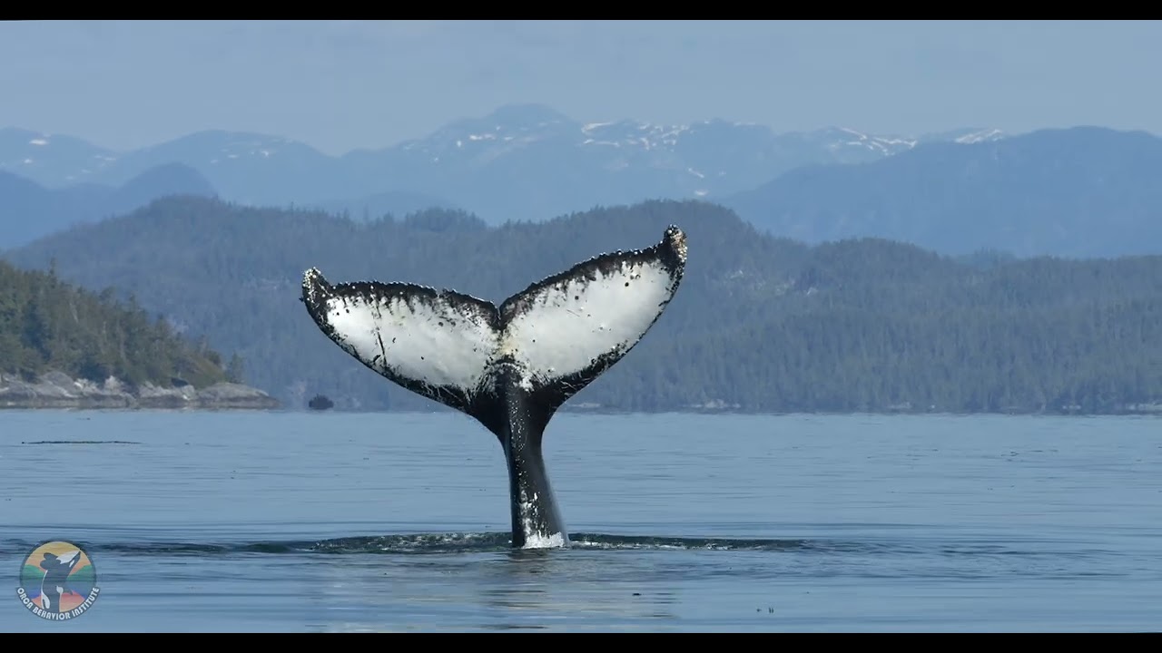 July 2023 Vancouver Island Whale & Wildlife Highlights