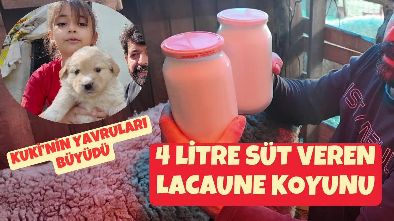 İnanılmaz LACAUNE Koyunu | 1 Koyun 4 Litre Süt | Köpek yavrularımız Büyüdü