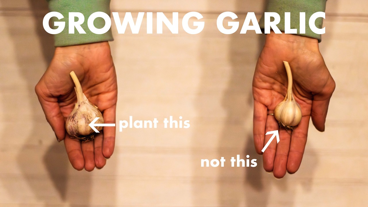400 Cloves of Garlic || Gardener Life