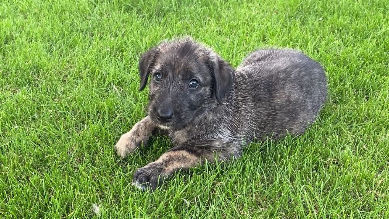 Irish Wolfhound puppy time-lapse (birth to 13 weeks) - Orange, Lilac, Blue | Wolvebrigg Puppies