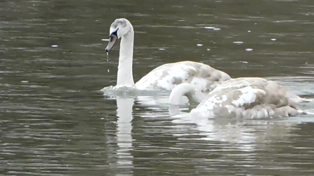 Tyrawa Solna - Mrzygł&oacute;d - San i łabędzie / Swans