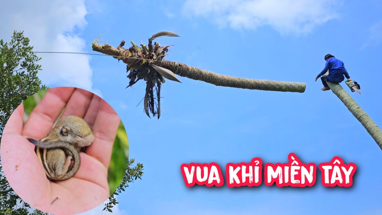 Thót tim !!! Khi Vua Khỉ cưa cây với cách làm truyền thống.