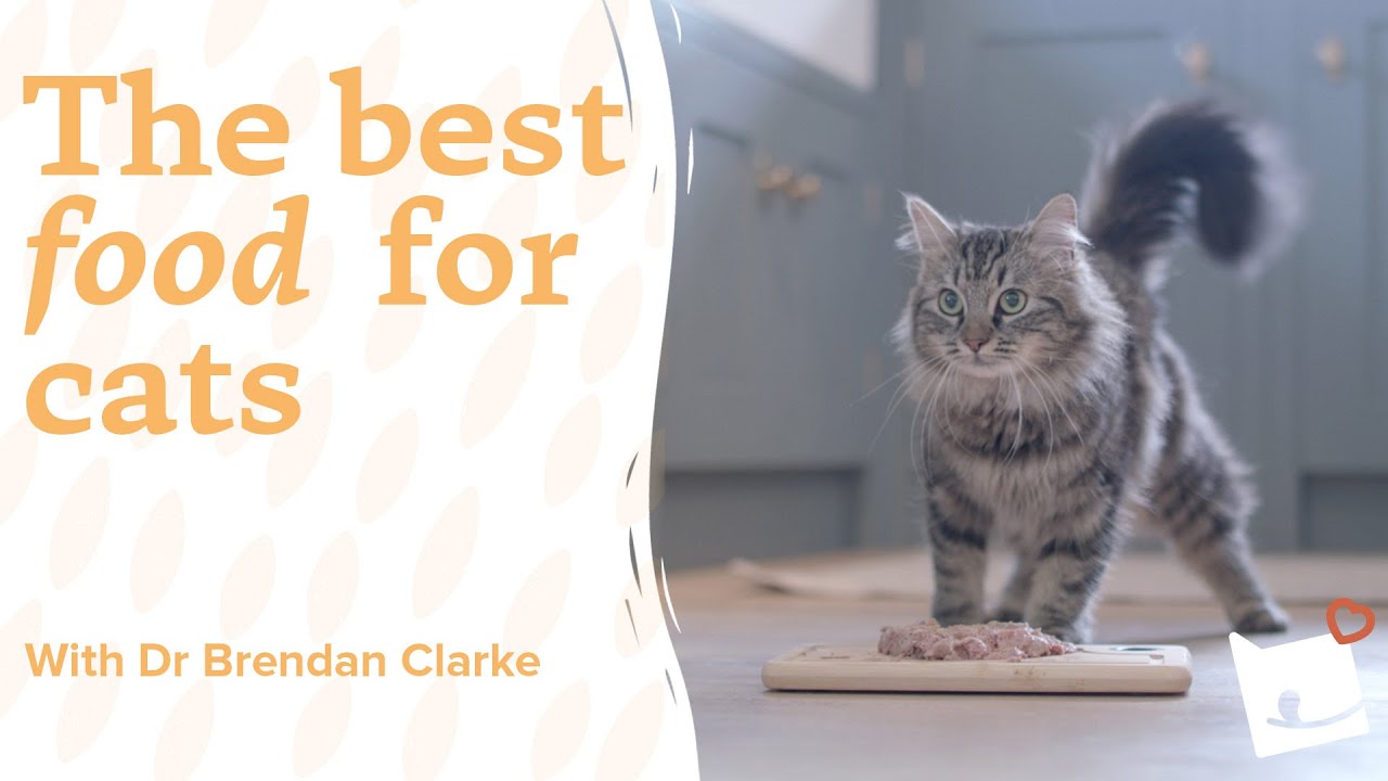 The best food for cats? Expert vet explains