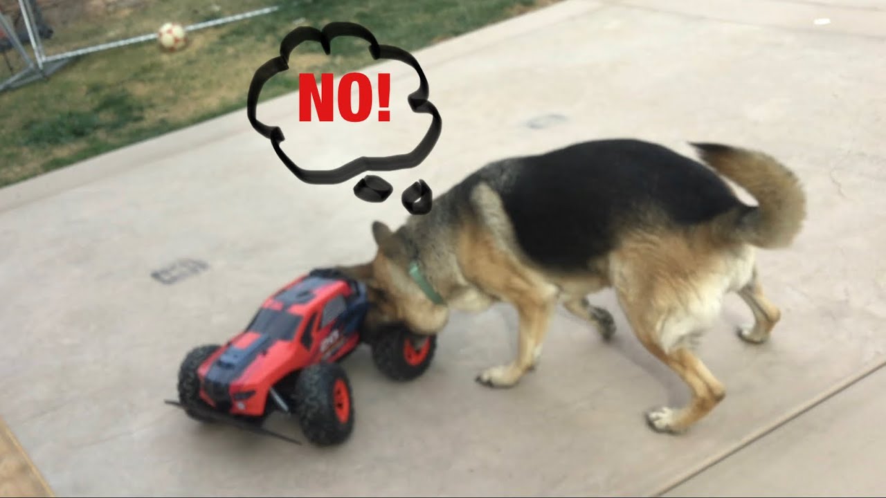MY DOG REACTS TO AN RC CAR!!!