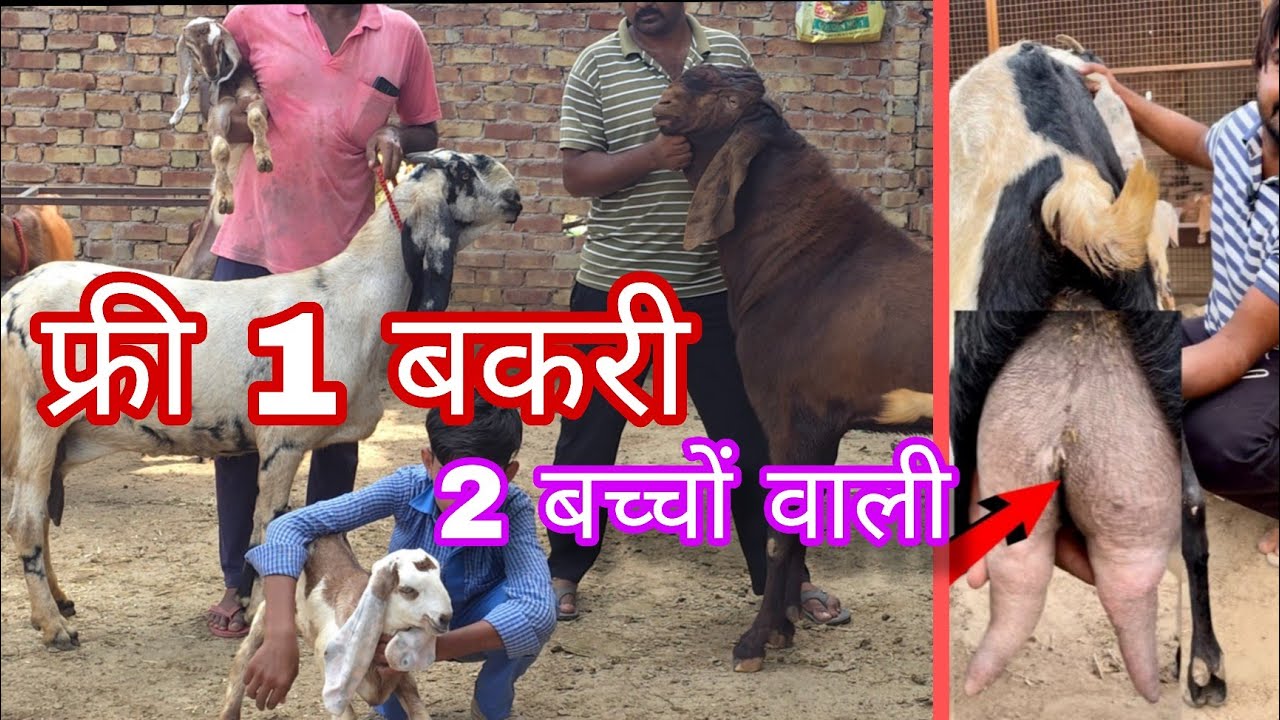 दो बच्चों के साथ में एक बकरी फ्री ऐसा पंजाबी बकरी फार्म 