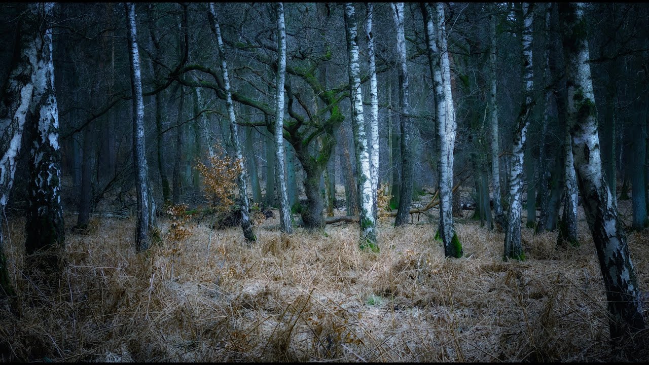 Naturpark Hohe Mark - D&auml;mmerwald in Schermbeck