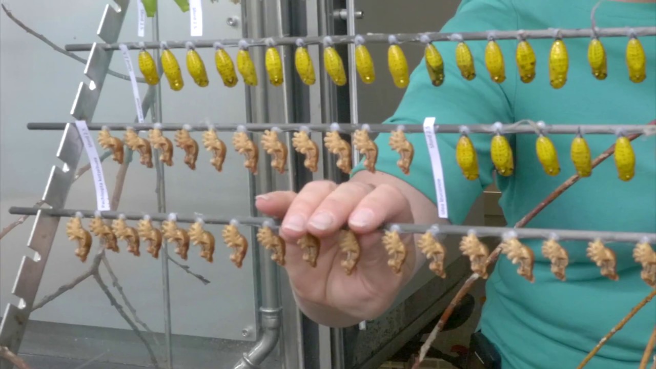 Wie die Schmetterlinge ins Papiliorama kommen