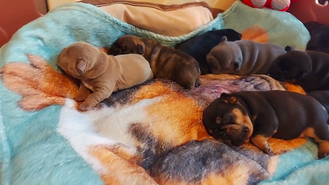 Les bébés de Brandy et Roxie ensembles 💖💖💖