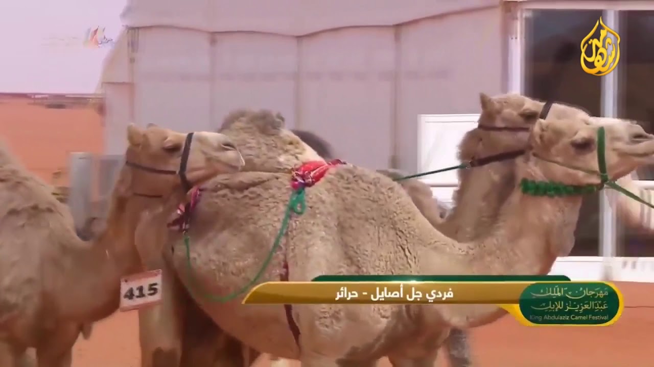 عرض مزاين الهجن المشاركة ضمن فئة فردي جل أصايل حرائر
