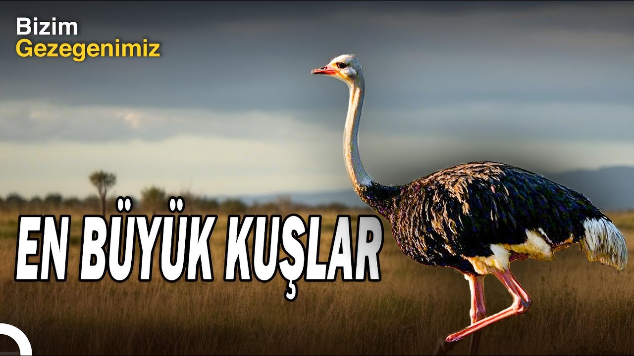 D&uuml;nyanın En B&uuml;y&uuml;k Kuşu: Deve Kuşu | T&uuml;rk&ccedil;e Dublaj İzle