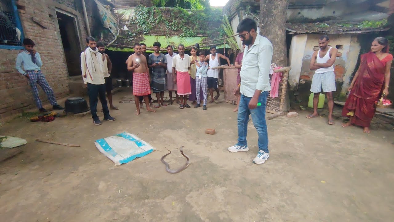 जमुवाव गांव में घर के अंदर मिला खतरनाक गेहूंवन साप 🐍 | @fauladihausla Snake Rescue
