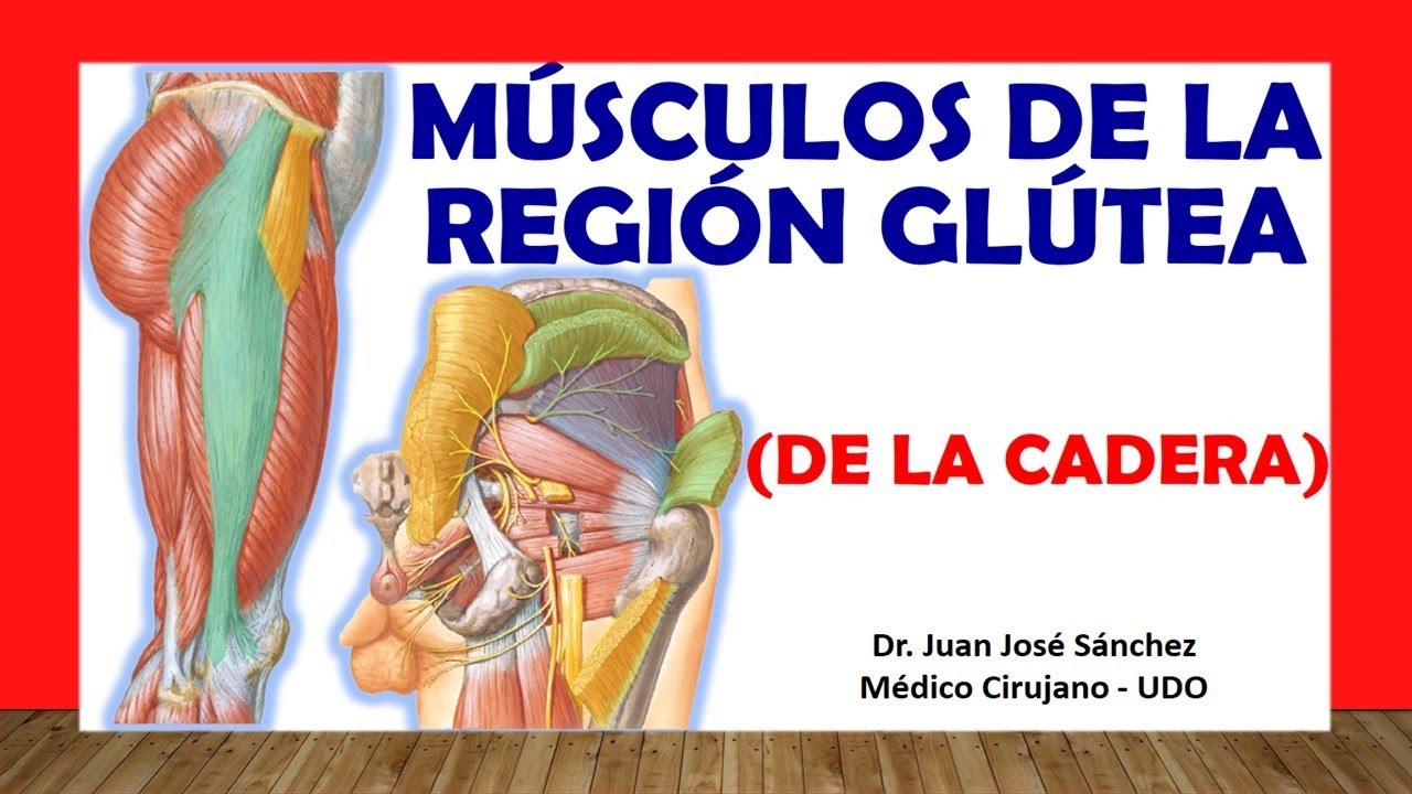 🥇 MÚSCULOS DE LA REGIÓN GLÚTEA. (de la CADERA). Fácil, Rápidos y Sencillos