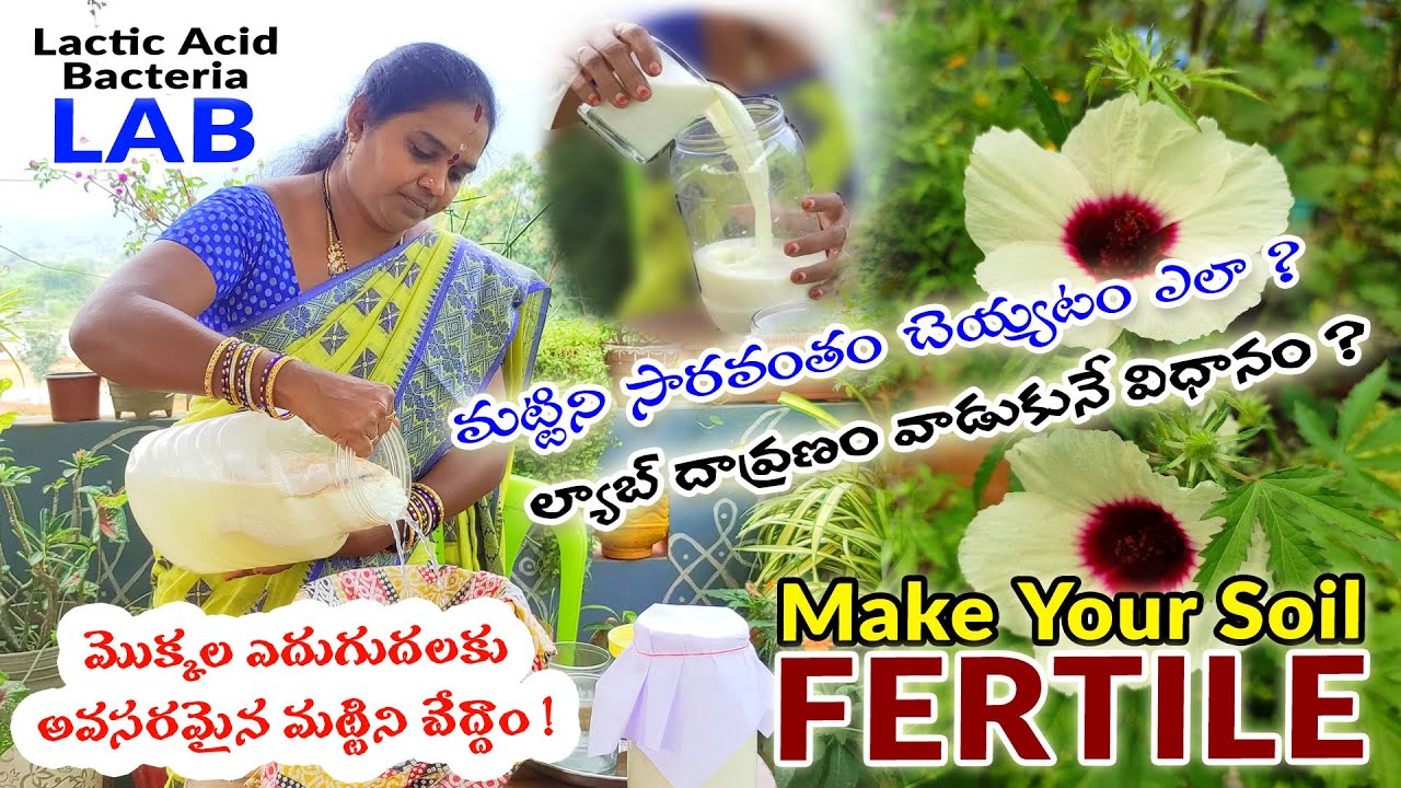 చౌహాన్ క్యూ పద్ధతిలో(LAB) | How to Increase your soil fertility | Make LAB at Home | Gardening Tips