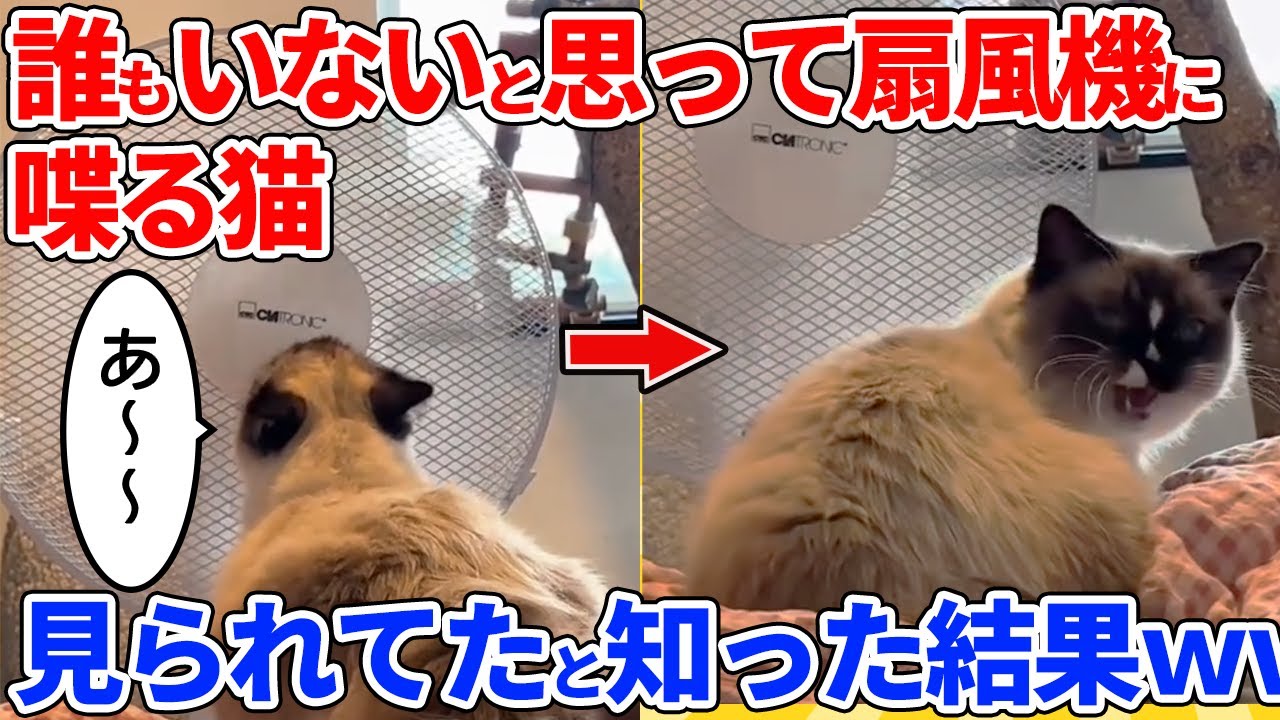 【2ch動物スレ】誰もいないと思って扇風機に「あ～」と叫ぶ猫→見られてたと知った結果ｗｗｗｗｗ