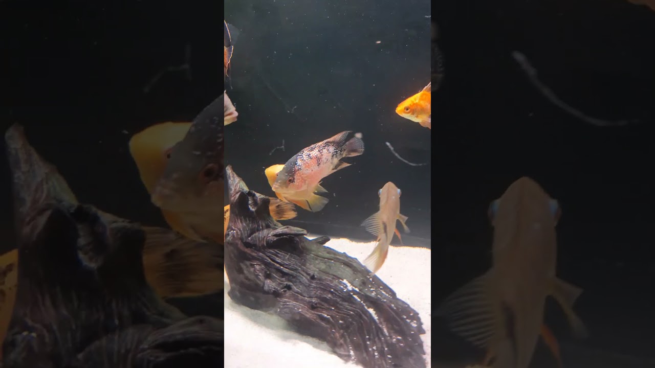 Peixes Oscar, Palha&ccedil;os, Acar&aacute;s, Flower, Betas, Tamboat&aacute; e demais na Agroponte 2023.