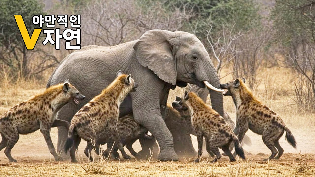 역대 가장 놀라운 동물 싸움 장면이 기록되었습니다 | 야생동물