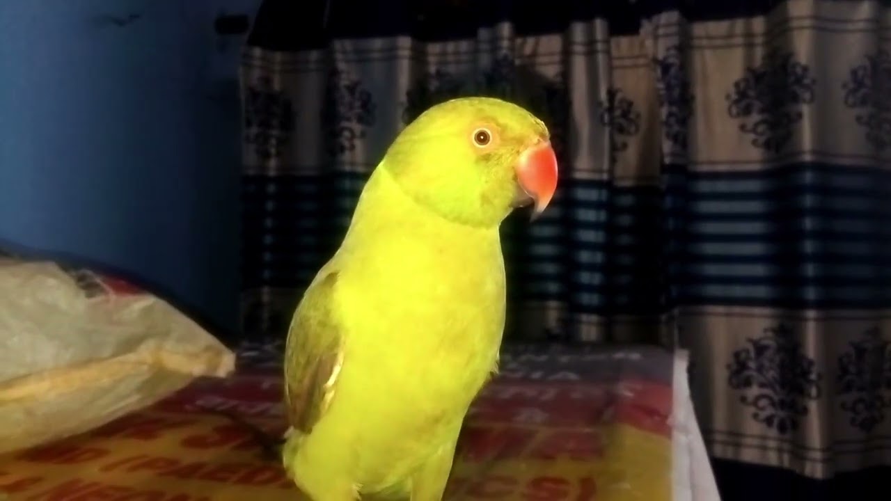 Parrot talking 🦜 | Green parrot talking #viralyoutubevideo#