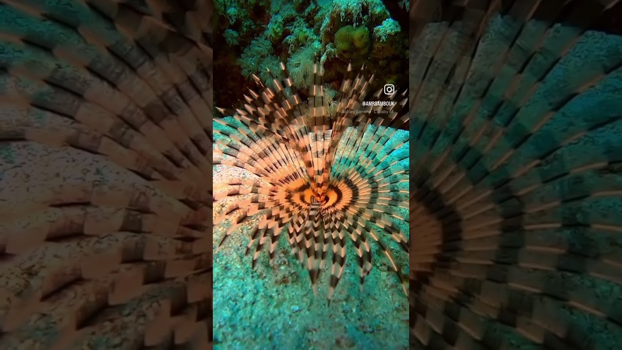 Sea#fan#worm