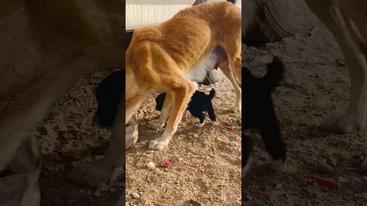 feeding stray dogs 🐕 #dog 