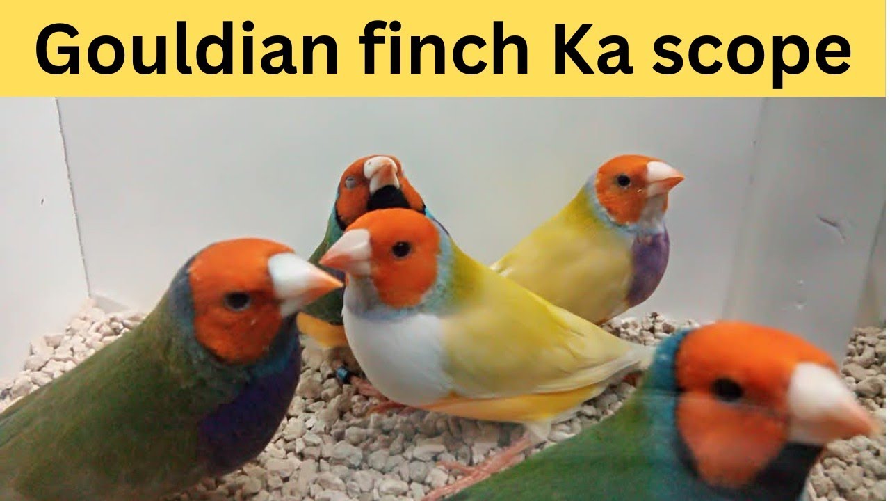 Gouldian finches Ka scope | 3 June 2025