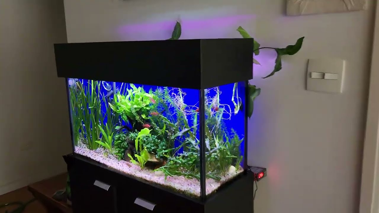Vendo aquario 100 litros , com filtro Canister e Luminaria