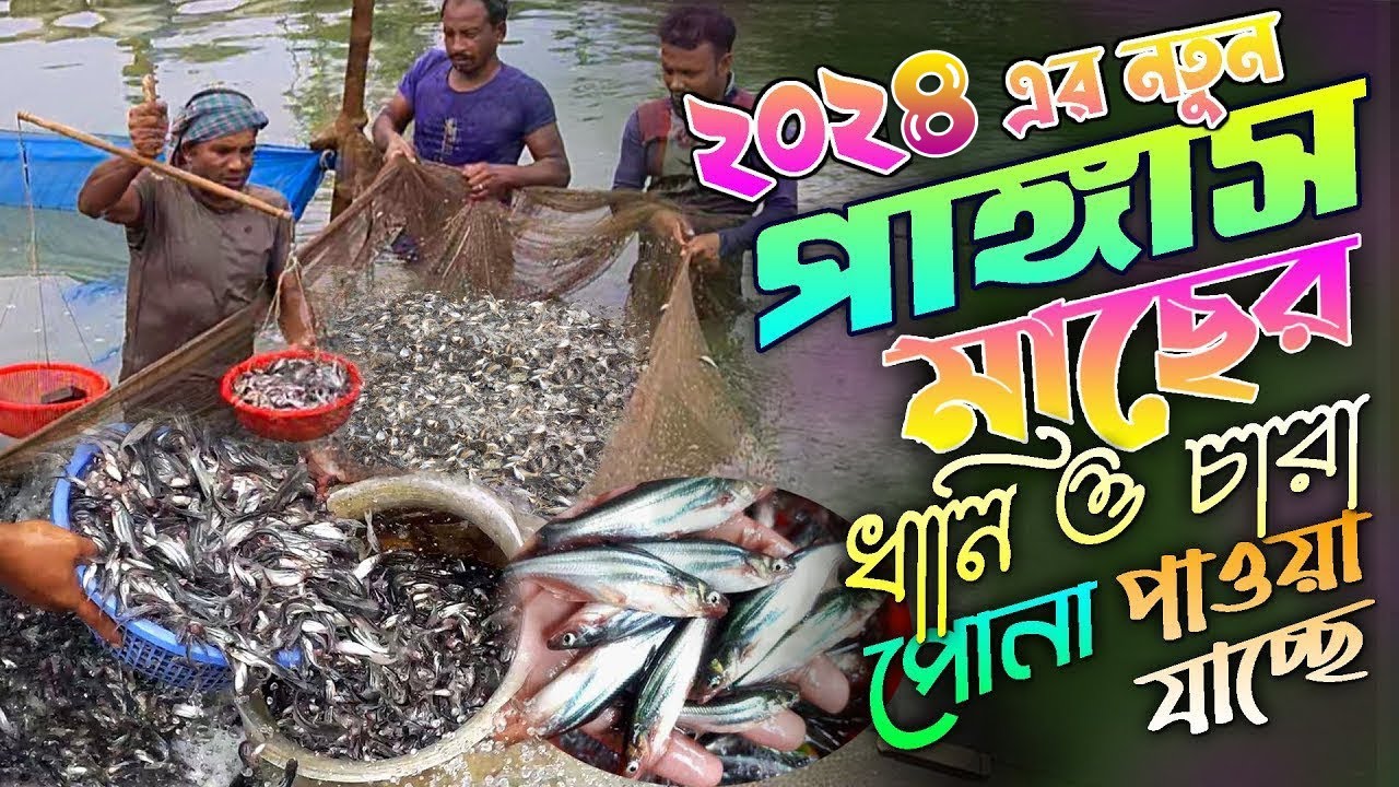 থাই পাঙ্গাস পোনা চেনার উপায়। পাঙ্গাস মাছের পোনার দাম। Pangus maser pona