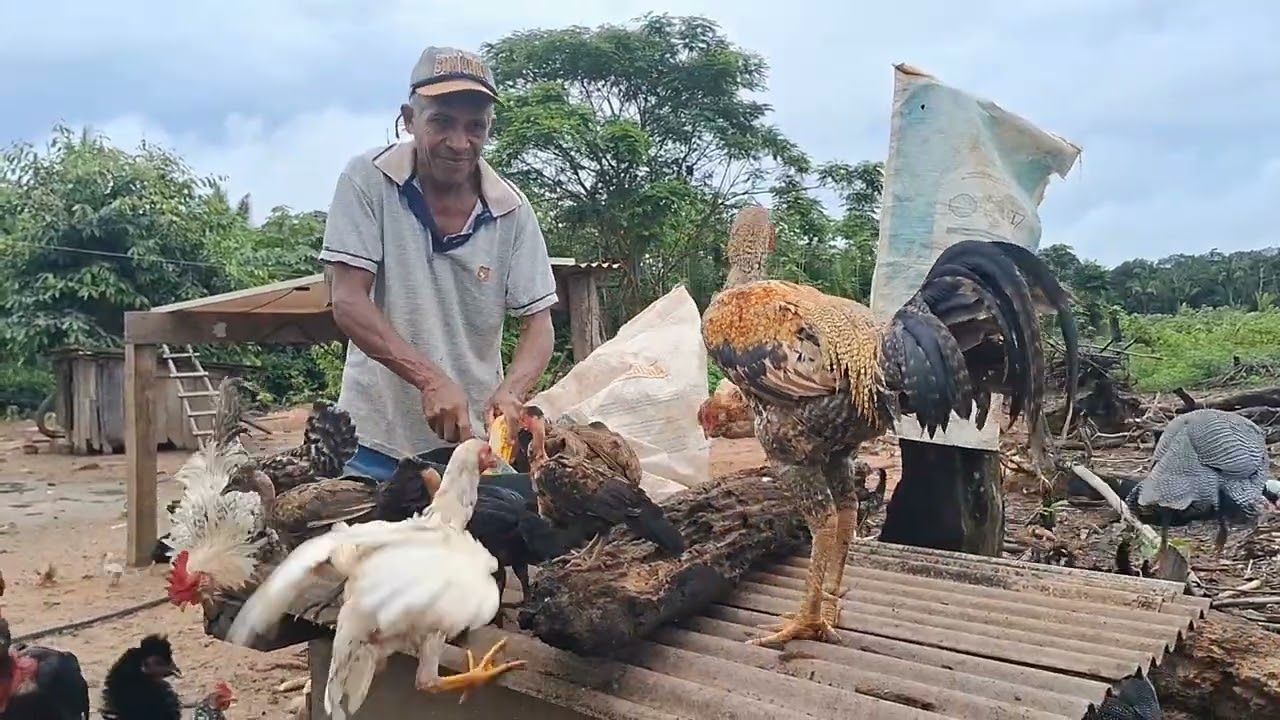 Vida no meio da amazônia