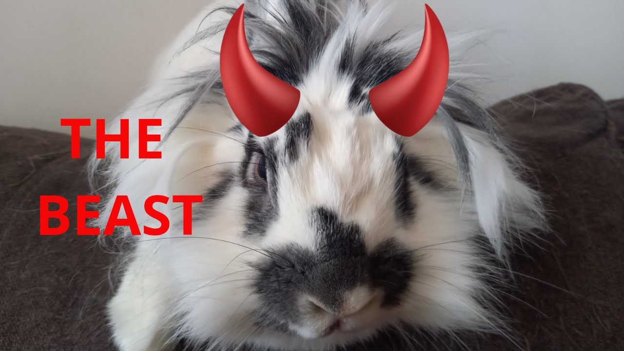Meet Zaiko the rabbit, a.k.a The Beast