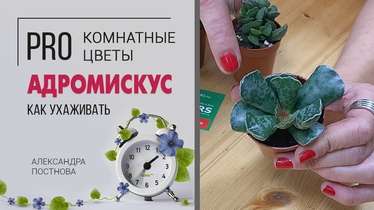 Суккуленты бывают разные | Адромискус - необыкновенный суккулент | Знакомство