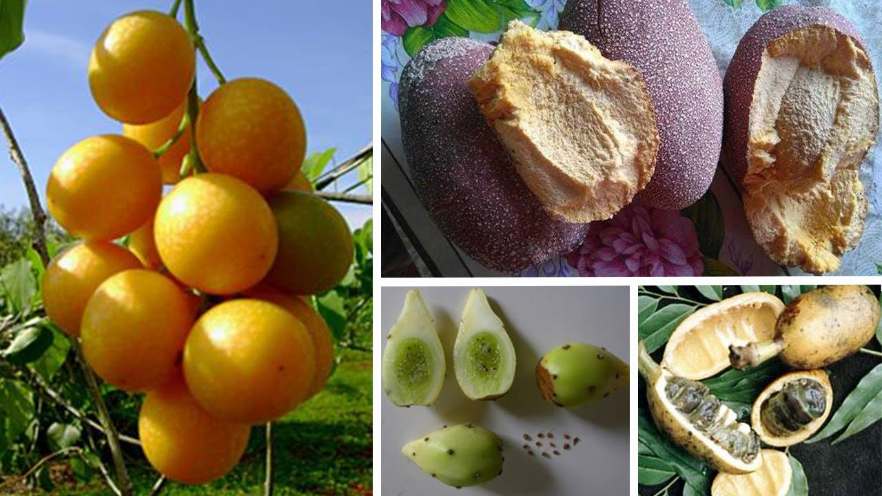 10 FRUTAS EXÓTICAS Brasileiras CURIOSAS e INCRÍVEIS Que Vão Te Surpreender