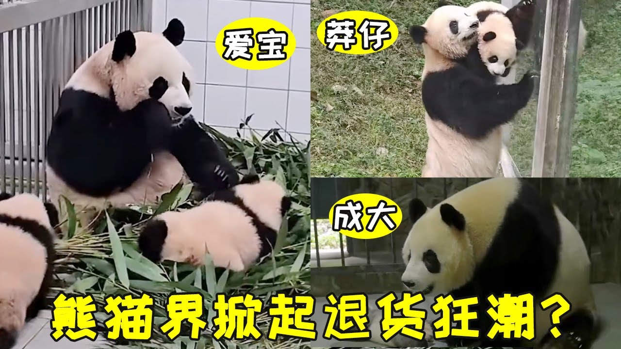 莽仔：雖然我的崽很聰明，但是太黏熊了，姨姨們想要的話快來把它帶走吧😭#熊猫 #热门 #莽仔#莽小五#爱宝#辉宝#睿宝#国宝 #娱乐#娛樂