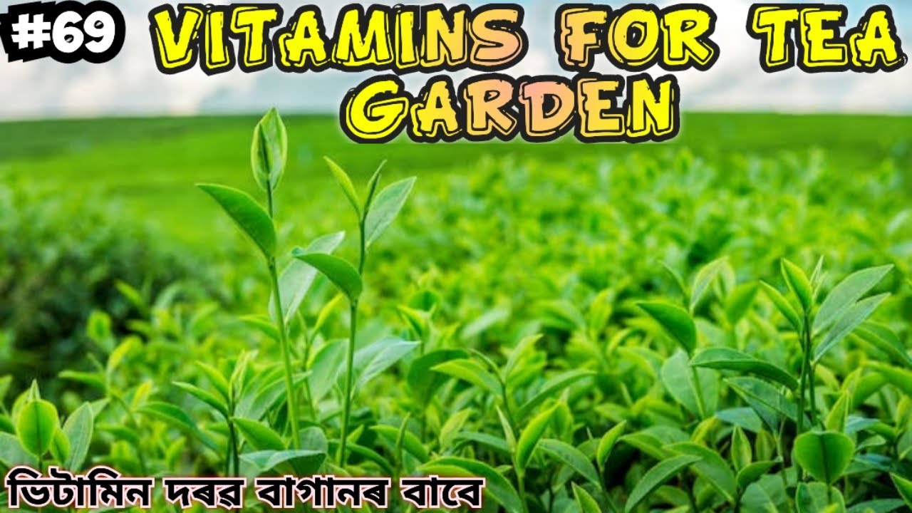Vitamin for Tea garden || চাহ বাগানৰ ভিটামিন ঔষধ || Tea garden medicine assam