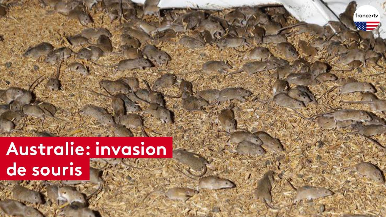 Australie : les fermiers envahis par des millions de souris