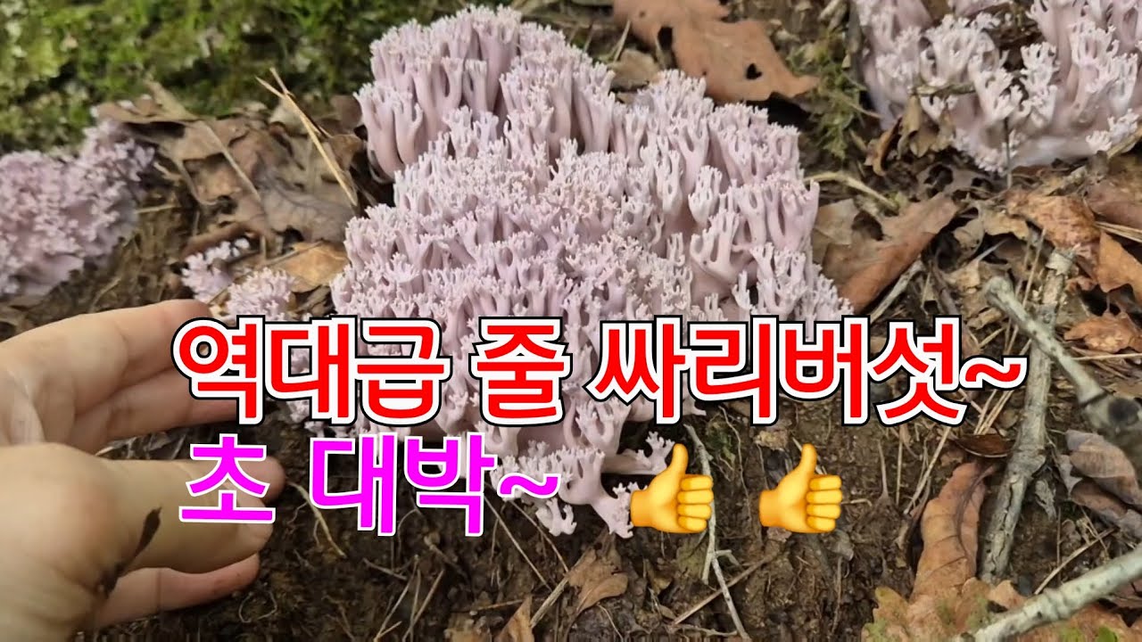 25년8월23일  보라싸리버섯 역대급 한배낭 초대박~👍 👍 