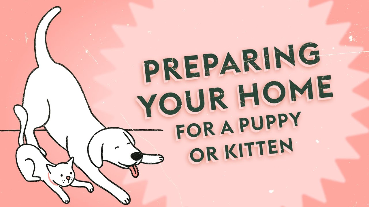 How do I Prep my Home for a New Pet? · Vet Tips