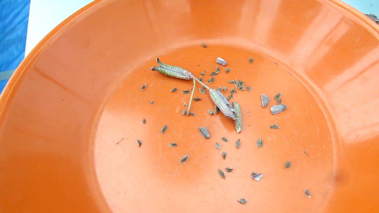 Propagating Succulents -How to Harvest Seeds from Aloe Gasteria & Haworthia Plants