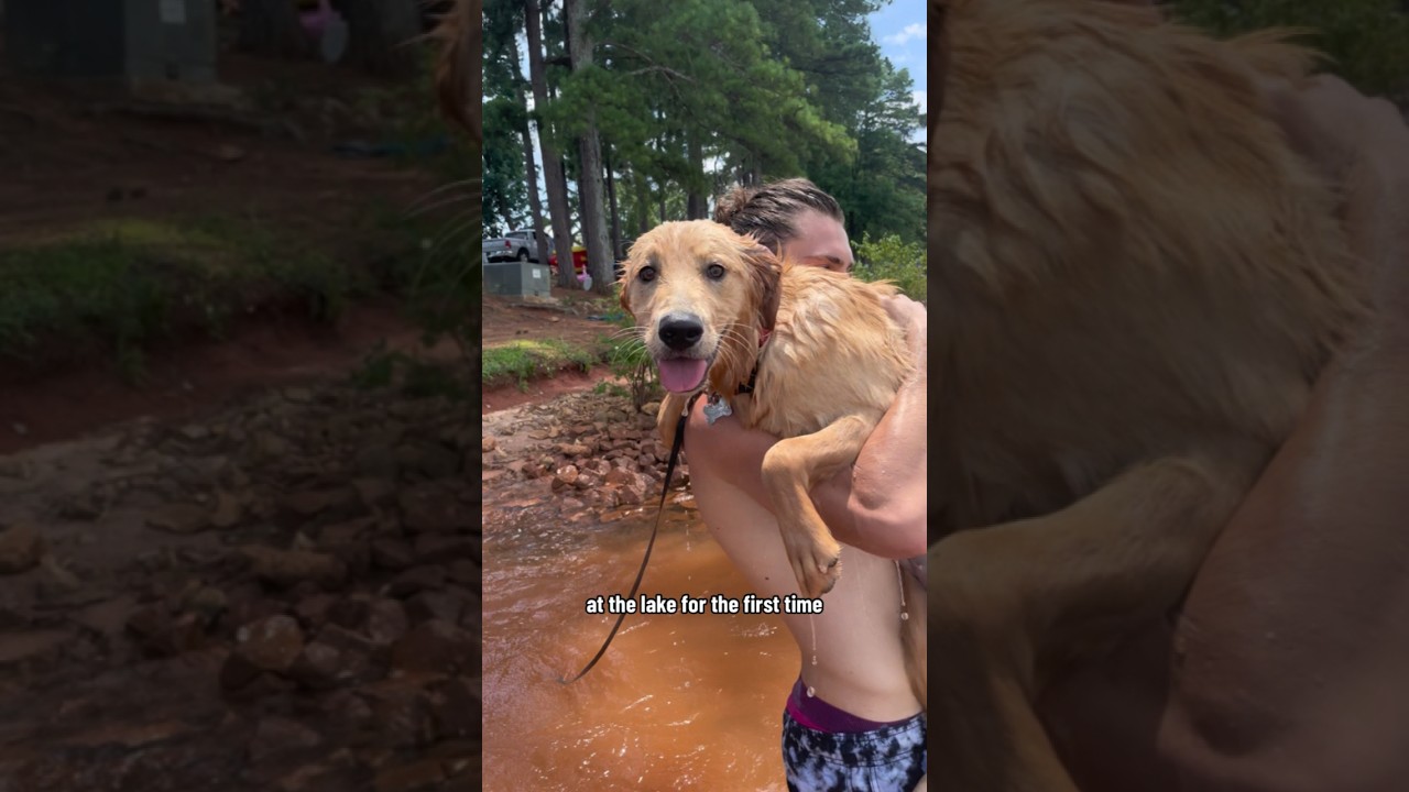 How my puppy learned how to swim! ☀️❤️#goldenretriever #goldenretrieverpuppy #dogswimming #puppy