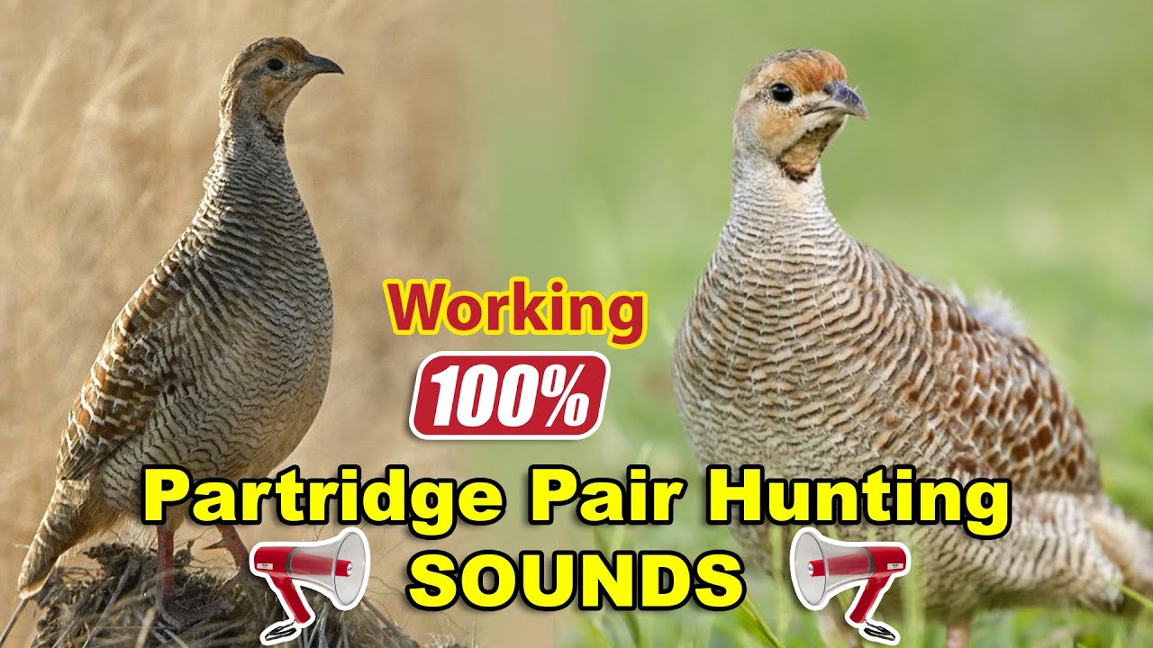 Francolin Male and Female Hunting Voice | Partridge Pair Hunting Sounds | Tetar Jory ki Awaz