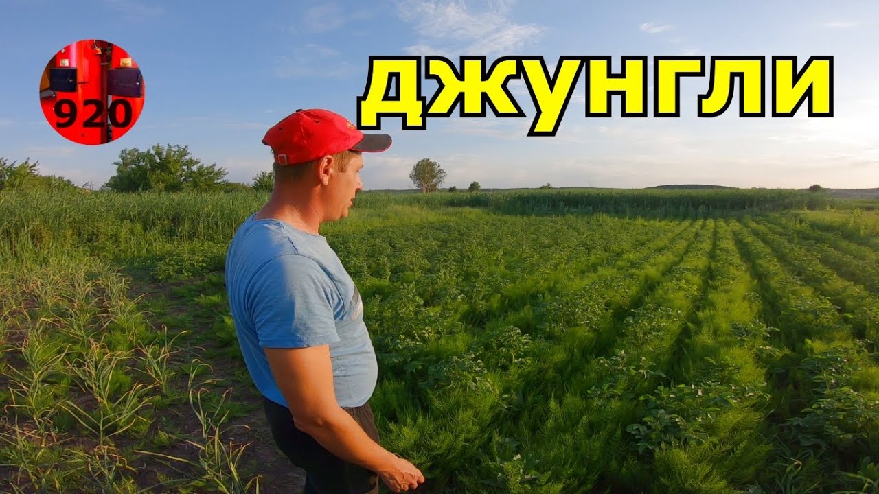 ДЖУНГЛИ новый сорт картофеля прополка окучивание полив