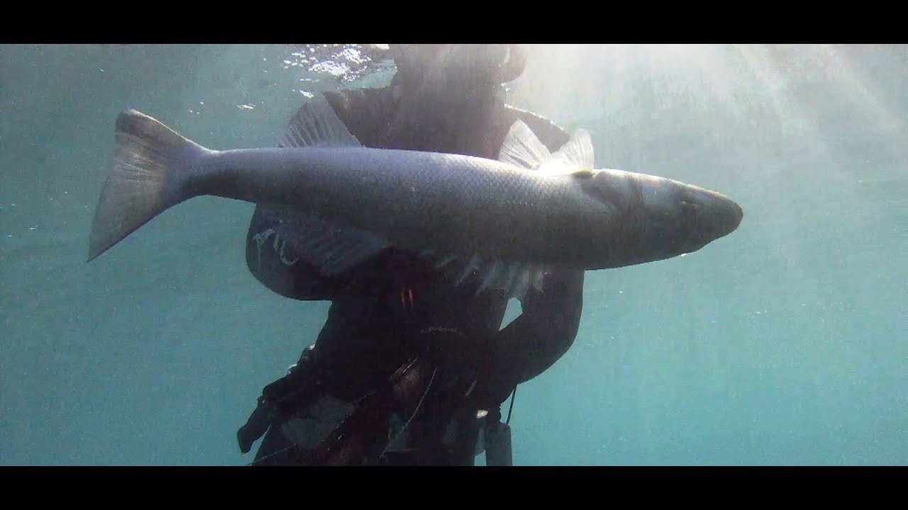 Spearfishing for the novice (Preys-Tips-Tricks)