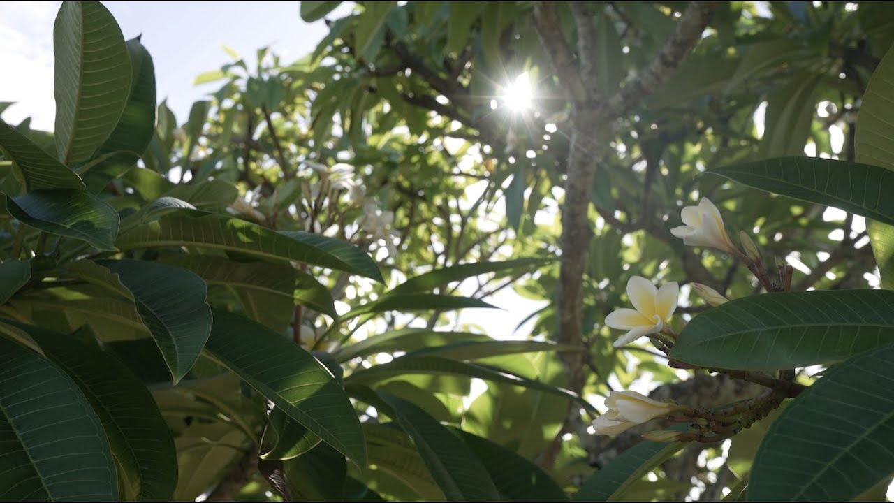 Punaluʻu Plumeria Tree ASMR